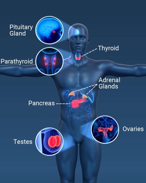 endocrinology analysis